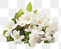 PNG White jasmine flower blossom plant. 