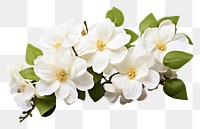 PNG White jasmine flower blossom plant