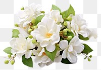 PNG White jasmine flower blossom plant. AI generated Image by rawpixel.