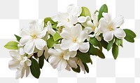 PNG White jasmine flower blossom plant