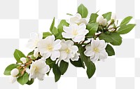 PNG White jasmine flower blossom plant. 