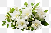 PNG White jasmine flower blossom plant