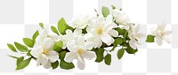 PNG White jasmine flower blossom plant. 