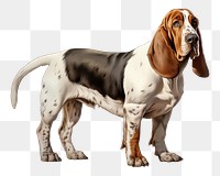 PNG Basset Hound Dog hound dog animal. 