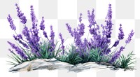 PNG Lavender flower blossom purple. 