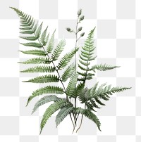 PNG Fern plant fern leaf freshness