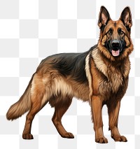 PNG German Shepherd Dog dog mammal animal. 