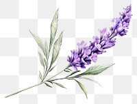 PNG Illustration of a lavender sprig with purple flowers and green leaves.