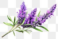 PNG Lavender flower blossom purple plant. 