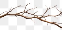 PNG Plant tree driftwood branch. 