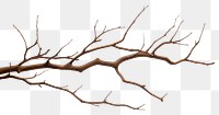 PNG Plant tree driftwood branch. 