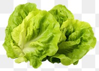 PNG Fresh lettuce vegetable plant food. AI generated Image by rawpixel.