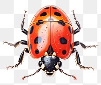 PNG Ladybug animal insect  