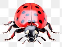 PNG Ladybug animal insect  