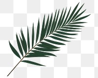 PNG Palm leaves plant green leaf. 