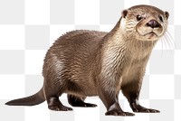 PNG Wildlife animal mammal otter. 