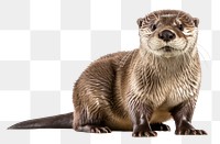 PNG Wildlife animal mammal otter. 