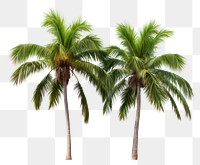 PNG Palm tree plant white background tranquility. 