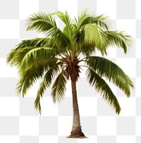 PNG Palm tree plant white background tranquility. AI generated Image by rawpixel.