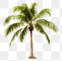 PNG Palm tree plant white background tranquility. 