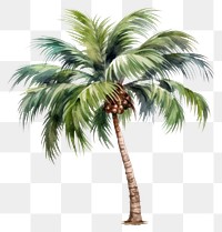 PNG Palm tree plant white background arecaceae. 