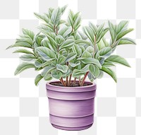 PNG Plant leaf white background houseplant. AI generated Image by rawpixel.