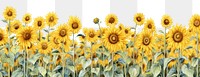 PNG Sunflower field backgrounds outdoors plant. 