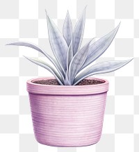 PNG Plant white background bromeliaceae houseplant. 