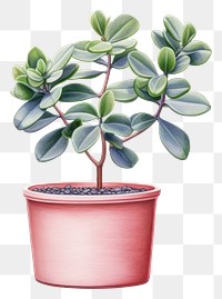 PNG Plant bonsai leaf pot. AI generated Image by rawpixel.