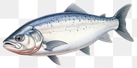 PNG Salmon fish seafood animal white background. AI generated Image by rawpixel.