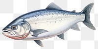 PNG Salmon fish seafood animal  