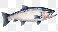 PNG Salmon fish animal white background seafood. 