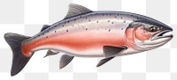 PNG Salmon fish animal trout white background. AI generated Image by rawpixel.