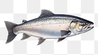 PNG Salmon fish animal white background seafood. 