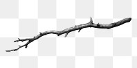 PNG Twig twig wood  