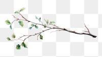 PNG Illustration of a tree branch with green leaves. The branch is detailed, showing natural texture. Green leaves add a fresh, natural touch to the branch. 