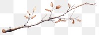 PNG Twig plant twig tree. AI generated Image by rawpixel.