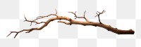 PNG Twig driftwood twig white background
