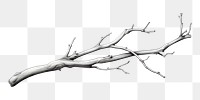 PNG Twig drawing sketch twig. 