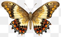 PNG Vintage butterfly animal insect  