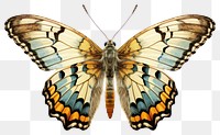 PNG Vintage butterfly animal insect moth