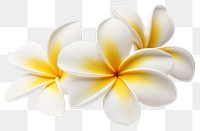 PNG Flower frangipani petal plant. 