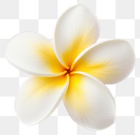 PNG Flower frangipani petal plant. AI generated Image by rawpixel.