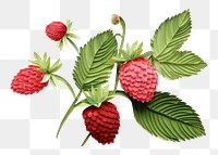 PNG Strawberry raspberry fruit plant. AI generated Image by rawpixel.