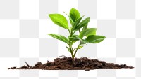 PNG A young plant leaf soil white background. AI generated Image by rawpixel.desktop wallpaper