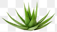 PNG Aloe vera plant xanthorrhoeaceae  