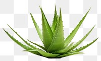 PNG Aloe vera plant xanthorrhoeaceae white background. AI generated Image by rawpixel.