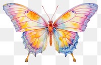 PNG Butterfly drawing animal insect. 