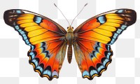 PNG Butterfly animal insect  