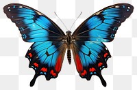 PNG Butterfly insect animal white background. AI generated Image by rawpixel.